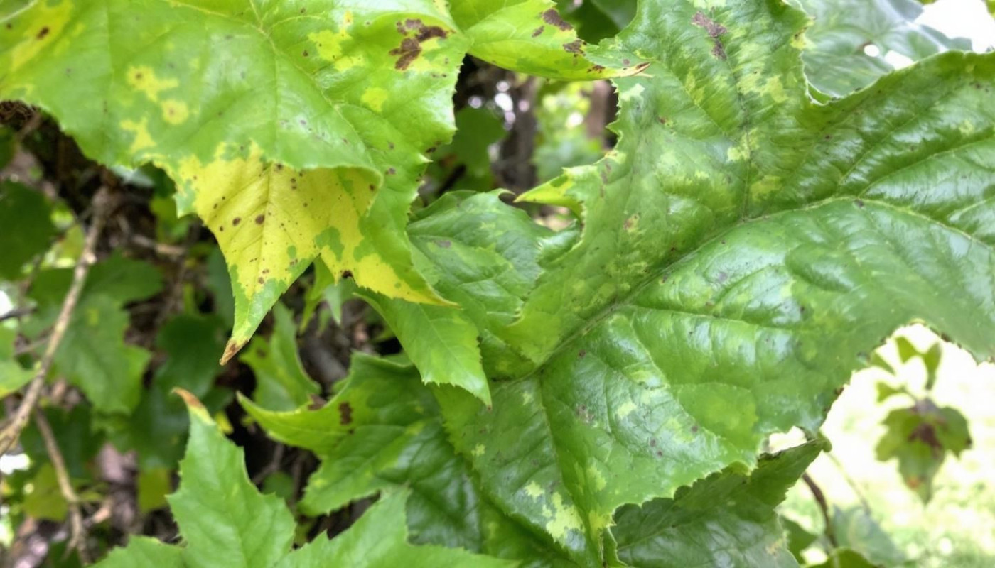 Comment identifier et réagir aux premiers signes de maladie sur un platane mûrier ?