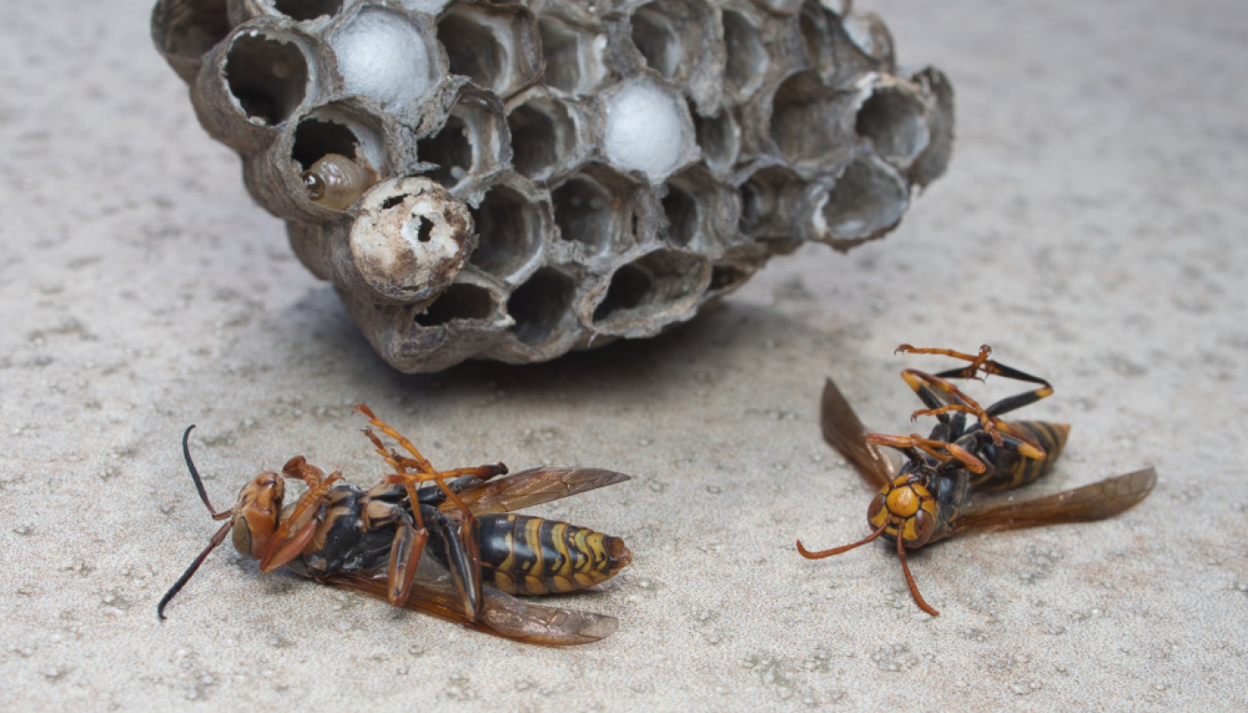 Nids de frelons dans la Sarthe : faites intervenir Sherlock Détecte !